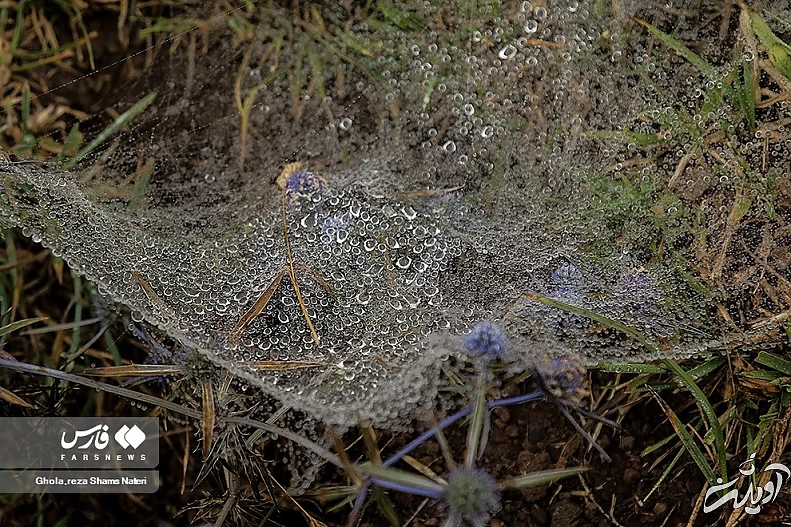 (تصاویر) همنشینی قطرات شبنم با تارهای عنکبوت